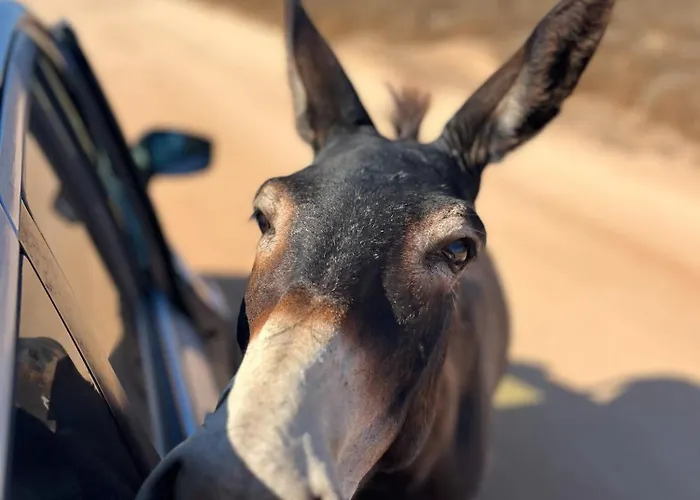 Boho Mit Meerblick * Boghaz